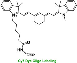 Bio-Synthesis Inc. Oligo Structure